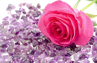 pink rose on purple beads