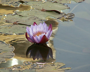 purple and pink waterlily