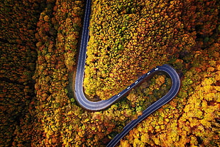 brown trees, aerial view, road, trees, fall