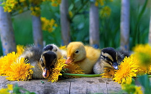 selective focus photography of flock of yellow and black ducklings