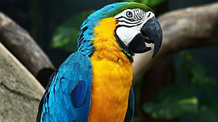 blue and gold macaw, animals, birds, macaws