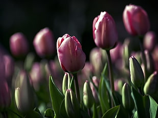 pink Tulips field