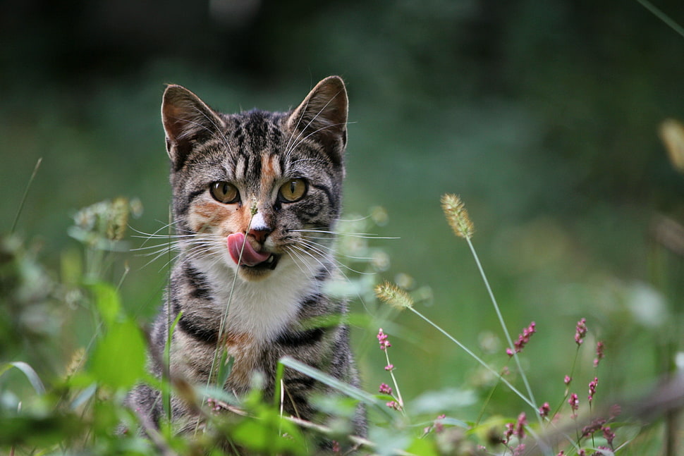 gray and white tabby cat on meadows HD wallpaper