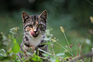 gray and white tabby cat on meadows
