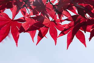 selective focus photography of red maple leaves