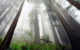 low angle photography of tall trees