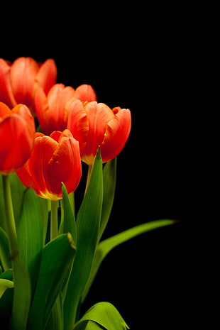 red Tulip flowers in bloom close-up photo HD wallpaper