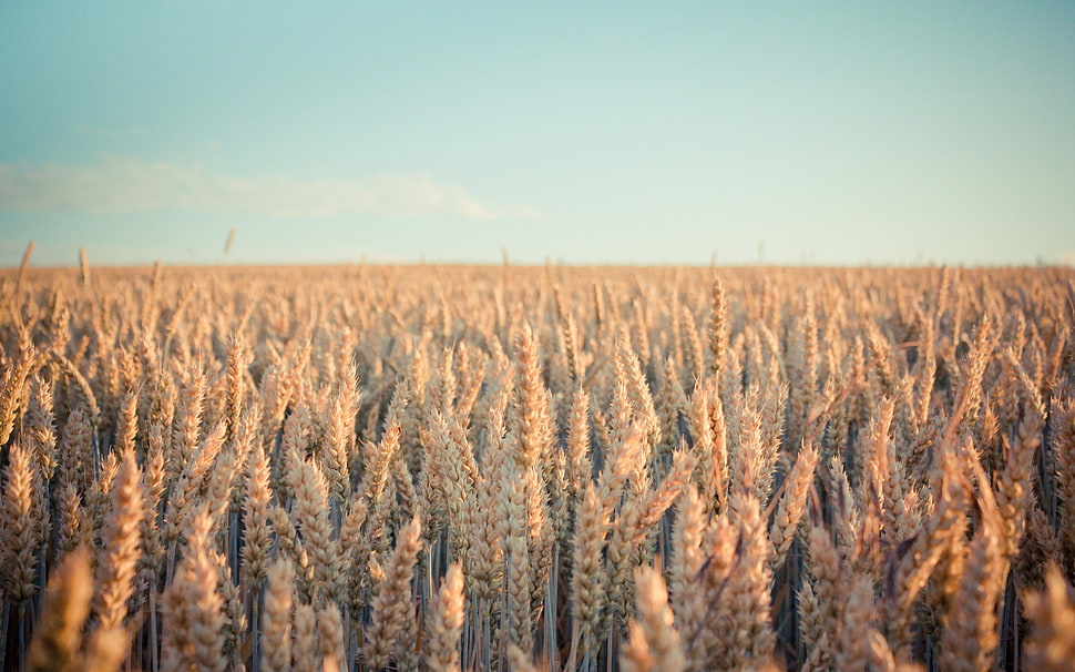 wheat field, landscape, spikelets, plants, field HD wallpaper