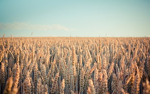 wheat field, landscape, spikelets, plants, field
