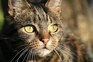 selective focus of brown tabby cat face HD wallpaper