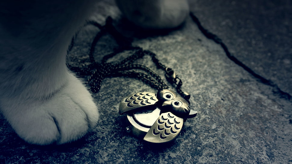 silver-colored owl pendant, cat, owl, animals HD wallpaper