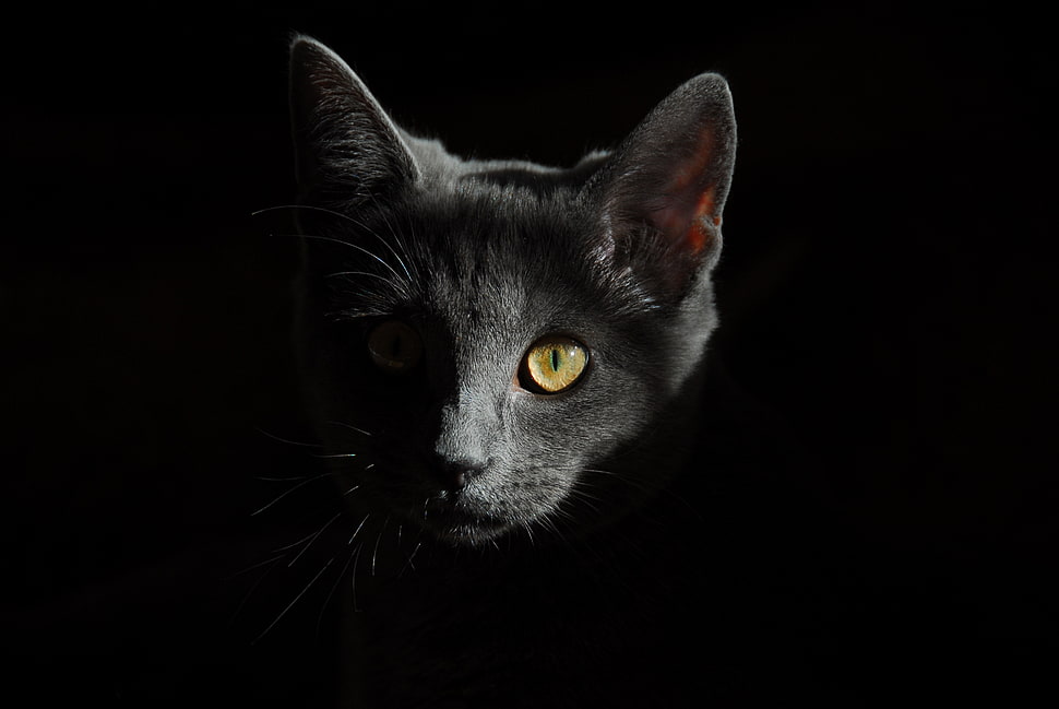 macro shot photography of gray cat head HD wallpaper