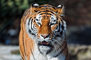 photo of tiger