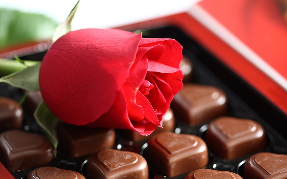 red Rose on heart chocolates HD wallpaper