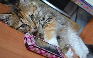 orange Tabby kitten lying on table HD wallpaper
