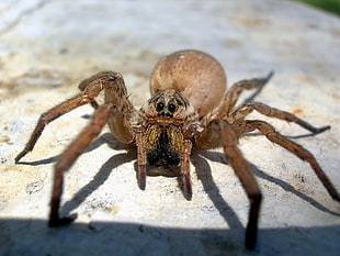 gray spider on top gray surface