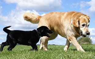 adult Golden Retriever and black Labrador Retriever puppy on grass field