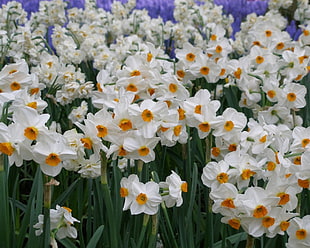 white and orange petaled flower bloom at daytime