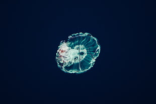 white jellyfish, Jellyfish, Underwater world, Tentacles HD wallpaper