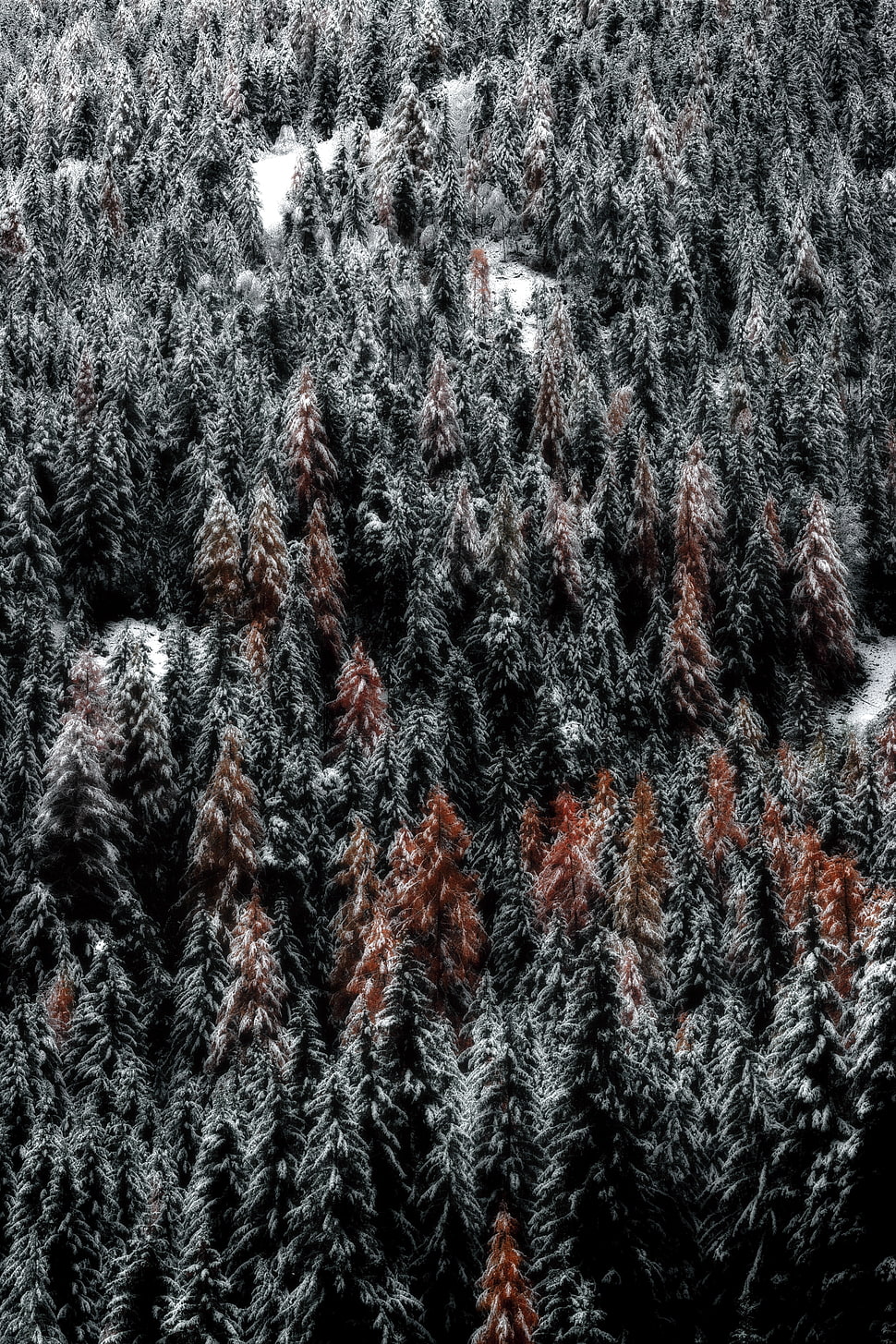brown and black leaf trees HD wallpaper