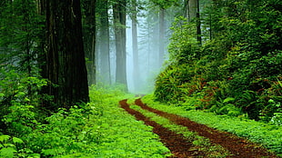 forest pathway surrounded by green trees and plants