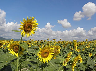 landscape photography of bed of Sun Flowers during day time