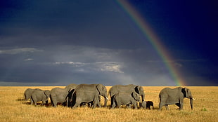 gray elephant, nature, landscape, animals, wildlife HD wallpaper