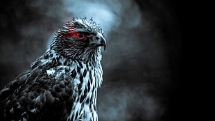 grayscale photo of eagle, birds, smoke, red eyes