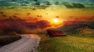 yellow flower fields near house during sunset digital wallpaper, sunset HD wallpaper