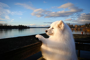 white American Eskimo looking on calm body of water at day time
