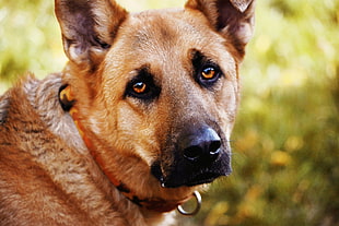 closeup photography of German shepherd dog