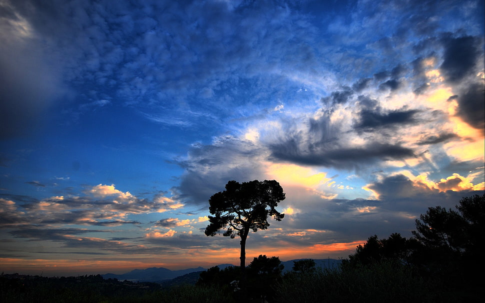 green leafed tree, landscape HD wallpaper