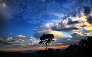 green leafed tree, landscape