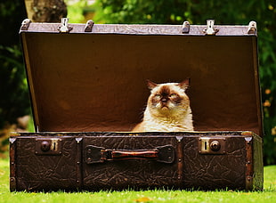 brown cat on brown chest box HD wallpaper
