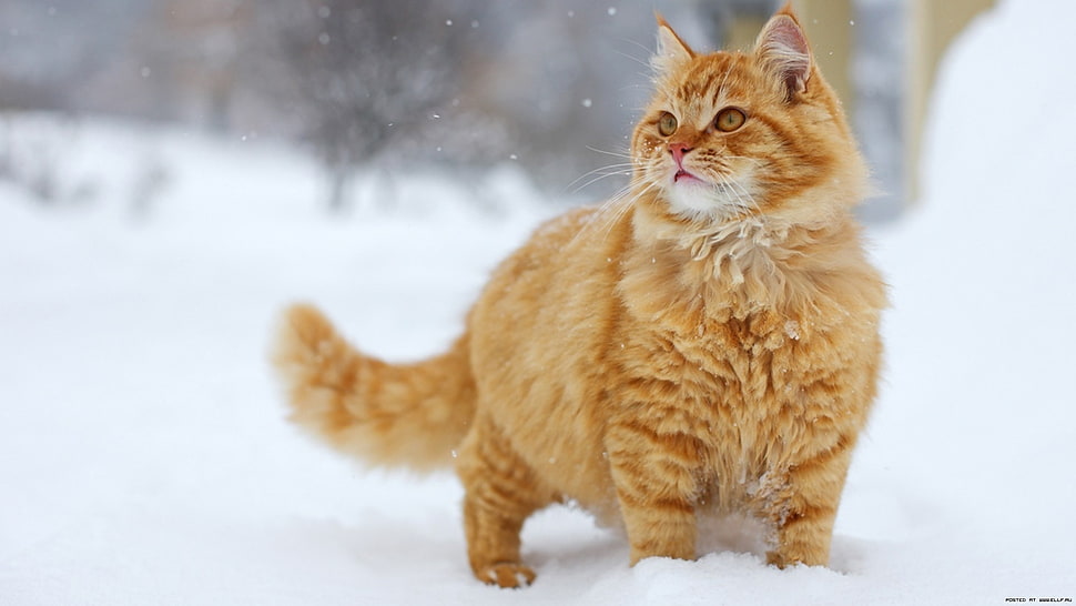 yellow persian tabby cat standing on snow HD wallpaper