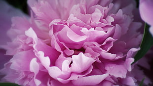 close-up photography of pink cluster petaled flowers