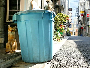 orange Tabby cat near blue trashbin