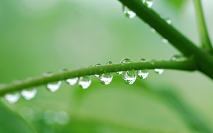 green stem with morning dew HD wallpaper