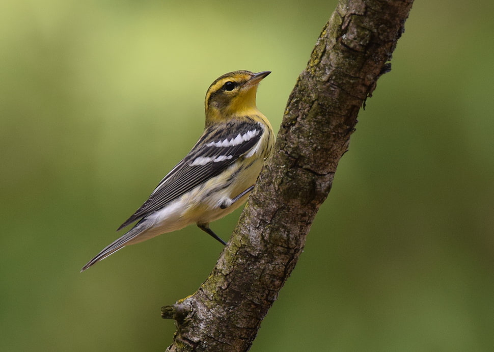 black, white, and yellow bird perched on gray branch, blackburnian warbler HD wallpaper