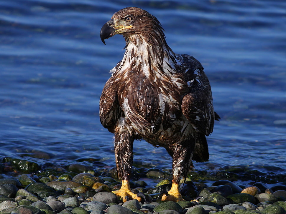 focus photo of brown eagle HD wallpaper