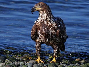 focus photo of brown eagle
