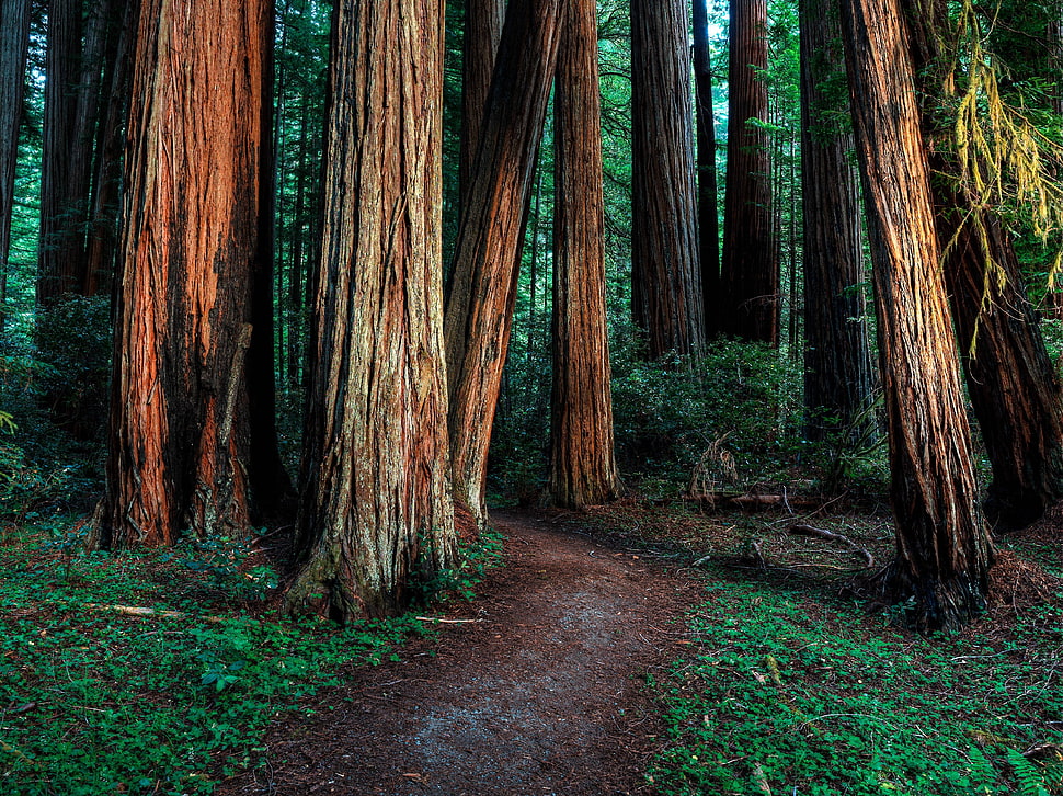 brown tree trunk, forest, path, trees HD wallpaper