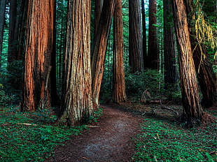 brown tree trunk, forest, path, trees