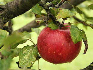 close up photography of red apple