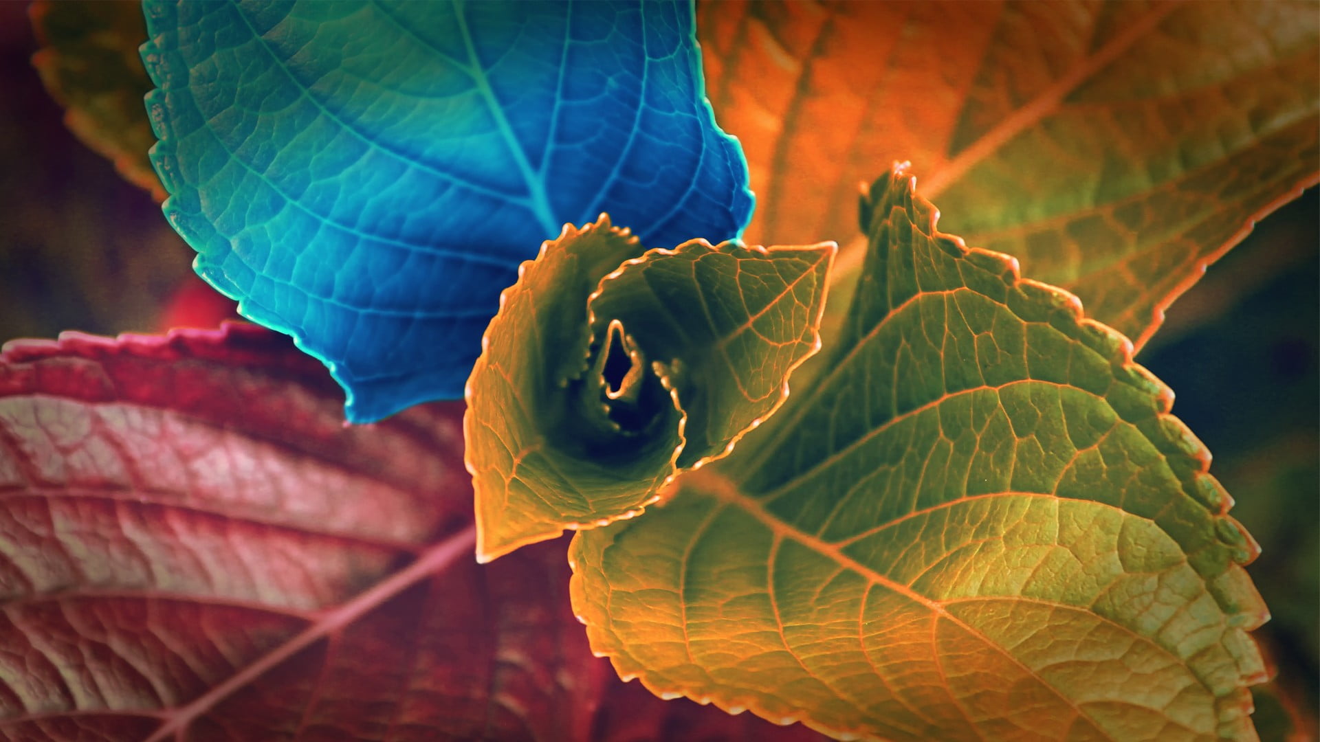 Blue, green, and red plant leaf, digital art, plants, leaves, colorful