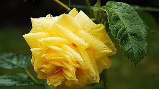 yellow Rose in bloom HD wallpaper