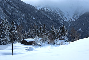 photo of white and black house surrounded by trees during snow season