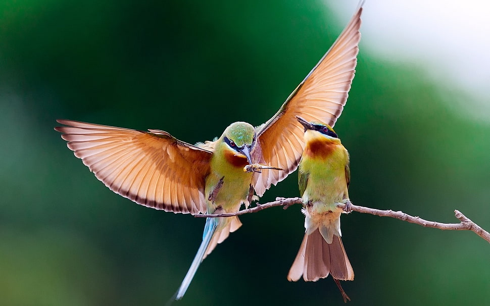 two white-Throated Bee-eaters perching on stem HD wallpaper