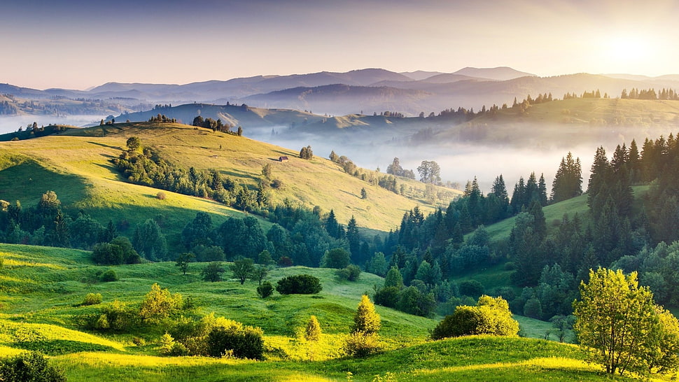 mountains with tall green trees, forest, grass, mountains, mist HD wallpaper