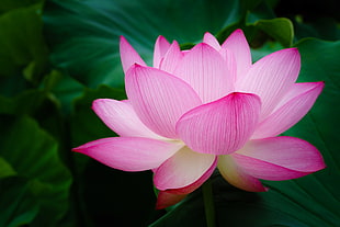 selective focus photography of pink petaled flowers in full bloom, lotus flower